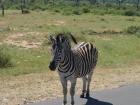 Each zebra has a unique pattern of stripes