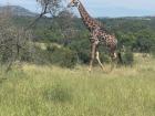 This is a grandpa giraffe