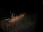We saw this leopard late at night