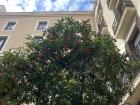 Aside from palm trees, orange trees are thriving at the Placa de Sant Josep Oriol in Barcelona