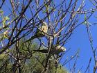 Wild quaker parrots in Barcelona sunbathing in a tree