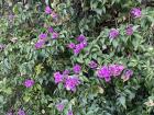 Bougainvillea are bright pink and purple climbing plants that flourish over gates and garden walls in Spain