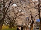 Cherry Blossom season occurs during the beginning of Spring around the end of March, and walking through streets of them is quite the sight to see!
