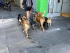 It is common to pass at LEAST 20 dogs on a daily basis!