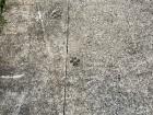 I love animals, so I think the little paw prints and furry friends all around the streets are nice