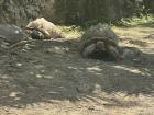 Giant turtles relaxing