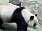 More of the panda