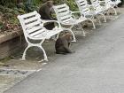 There were loose monkeys