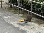 A monkey found some juice