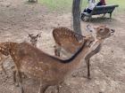 A family of deer