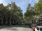 The abundance of trees in Barcelona