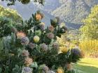 Protea in Kirstenbosch National Botancial Garden
