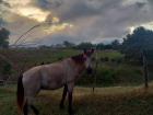 Farmland in Monte Plata, and a horse wondering why I'm taking a photo of it