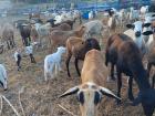 Goats (called "chivos" in the DR) are the ultimate recyclers!