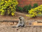 Monkey on the street in Huye