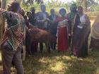 Women's Cooperative giving a cow to a poor family 