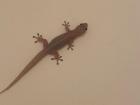 One of the lizards in my house