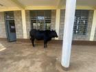 The cow tried to go into our classroom at school.... he wants to learn, too!