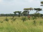 Giraffes in Akagera