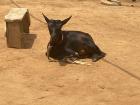 Sitting goat