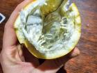 Close to a lilikoi (passionfruit), or maracuya, this fruit is a lot more sour