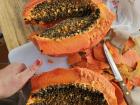 Some of the papayas found here are giant!