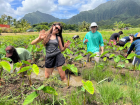 I had so much fun volunteering at this farm in O'ahu...do you know what type of crop is growing here?