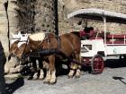 More surprising animals: ponies in France!