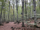 Natural landscape in the Catalonian forest