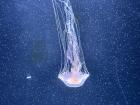 This might be my favorite picture I took at the aquarium, since the jellyfish looked amazing and even a little scary