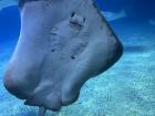 This stingray at the aquarium is smiling at you!