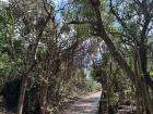 The hike to the ocean took us on a very pretty nature trail where you can see the ocean through the trees!