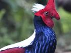 A close-up photo of the male Swinhoe's pheasant