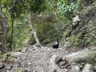 It was very hard to take a picture of the Swinhoe's pheasant, but it's such a pretty bird!
