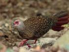 The female Swinhoe's pheasant looks much different than the male!