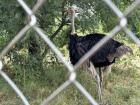 Ostrich sighting