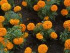 The marigold is the official Day of the Dead flower