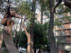 There are many green spaces and sculptures around Condesa