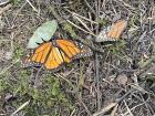 Monarch butterflies sunning their wings