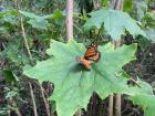 Another butterfly sunning its wings on a leaf