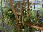 Sleepy Koala