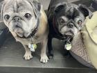 Peanut and Lulu