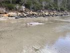 I did try "flake" while I was in Tasmania, but it wasn't from this shark we found during our hike, washed ashore