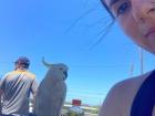 Cockatoo eyeing my lunch