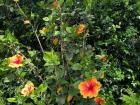 My neighbor's hibiscus plants