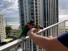 Rainbow lorikeets visiting the balcony for breakfast!