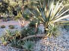 The succulents garden, found in Rabat's Botanical Gardens