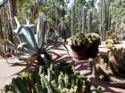 More of the succulents garden in Rabat's Botanical Gardens