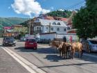 Common road blocks throughout Georgia include cows, since most are not fenced in by their farmers!