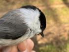 This is a willow tit, which strongly resembles chickadees found in the US